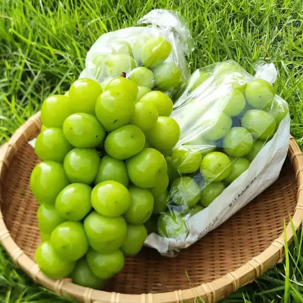 [11번가]햇 샤인머스켓 1.5kg (3수) (12,930원/무배)
