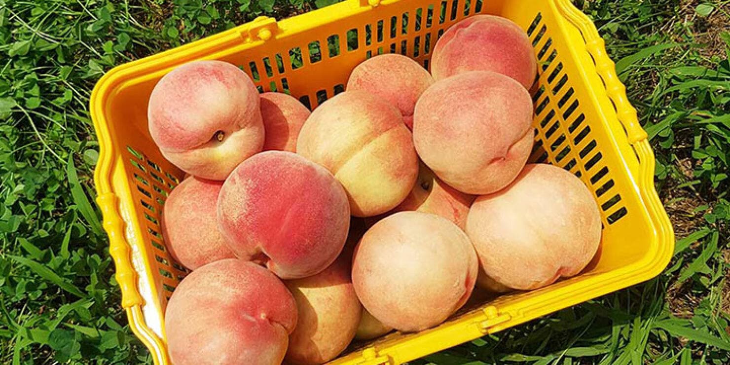 [11번가] 경북 고당도 황도복숭아 4kg 중소과 (15,720원 / 남음)