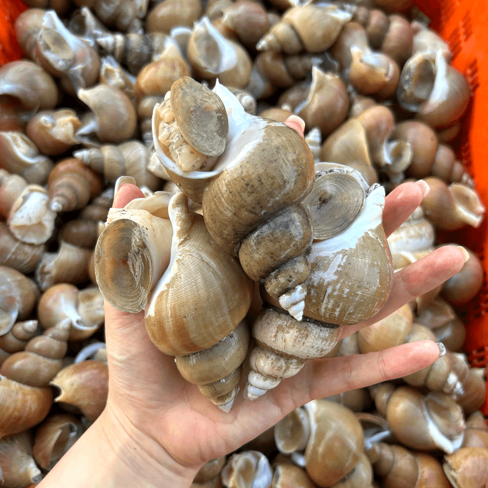 [롯데온] 동해안 생물 백고동 1kg 55-65미 (9,920원 / 무료배송)