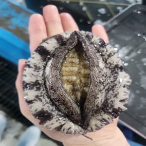 h몰) 완도산 활 전복 1kg (6-7미 사이즈) 19,948원 (무료배송)