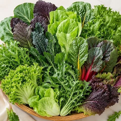 [오늘의집] 국내산 모듬 쌈채소 랜덤 1kg (11,970원/무료) (무료배송)