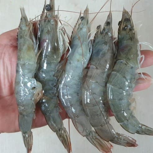[지마켓] 국내산 흰다리새우 1kg 30미내외 (19,960원 / 무료배송)