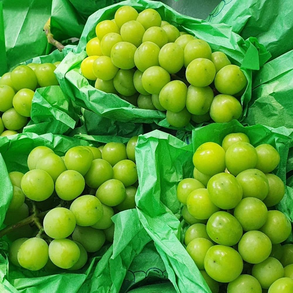 [롯데온] (농할30%) 샤인머스켓 특품 1kg (6,920원/무료) (무료배송)