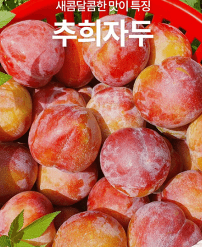 [지마켓] 산지직송 고당도 추희 가을자두 3kg (19,650/무배)